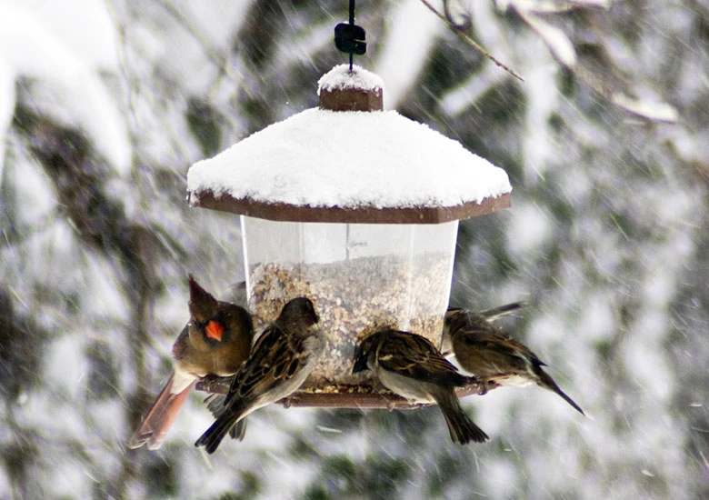 Hranjenje ptica zimi