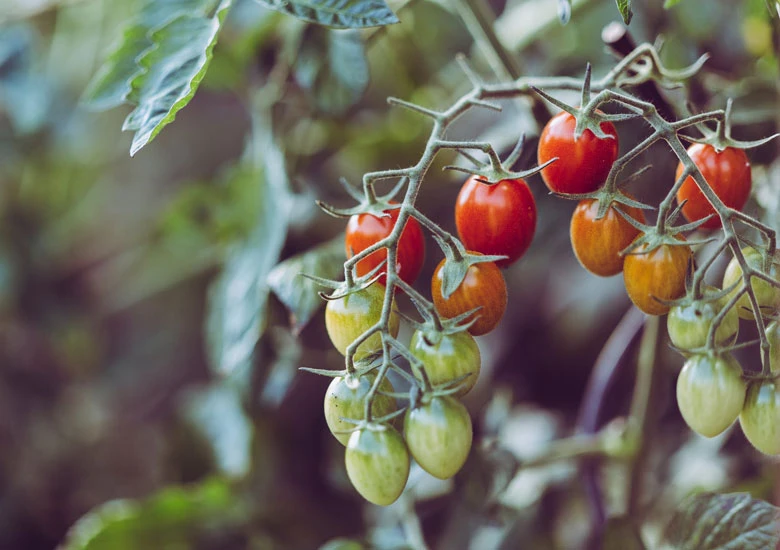 Šta je to organska proizvodnja?