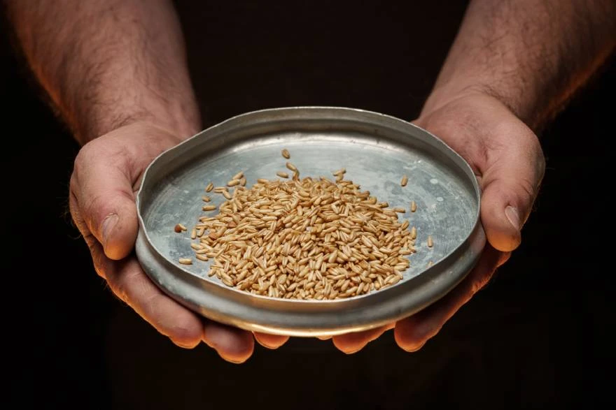 Spelta – za šta je dobra i kako se koristi?